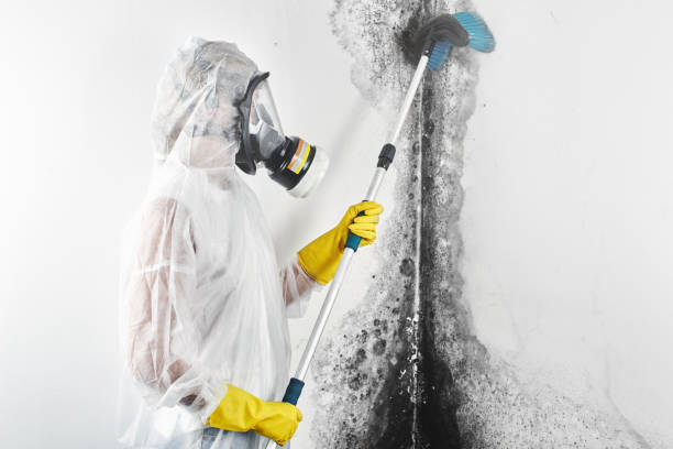 Best Real Estate Mold Inspection  in Rural Hill, TN